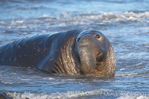 Adult male elephant seal in the surf, displaying the huge proboscis that is characteristic of this species.  Winter, Central California, Mirounga angustirostris, Piedras Blancas, San Simeon