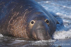 An adult male elephant seal rests on a wet beach.  He displays the enormous proboscis characteristic of male elephant seals as well as considerable scarring on his neck from fighting with other males for territory.  Central California, Mirounga angustirostris, Piedras Blancas, San Simeon