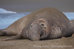 An adult male elephant seal rests on a sandy beach.  He shows the enormous proboscis characteristic of male elephant seals, as well as considerable scarring on his neck from fighting with other males for territory.  Central California, Mirounga angustirostris, Piedras Blancas, San Simeon