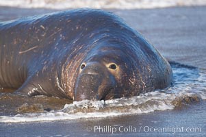 An adult male elephant seal rests on a wet beach.  He displays the enormous proboscis characteristic of male elephant seals as well as considerable scarring on his neck from fighting with other males for territory.  Central California.