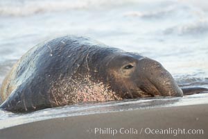 An adult male elephant seal rests on a wet beach.  He displays the enormous proboscis characteristic of male elephant seals as well as considerable scarring on his neck from fighting with other males for territory.  Central California, Mirounga angustirostris, Piedras Blancas, San Simeon