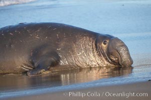 An adult male elephant seal rests on a wet beach.  He displays the enormous proboscis characteristic of male elephant seals as well as considerable scarring on his neck from fighting with other males for territory.  Central California, Mirounga angustirostris, Piedras Blancas, San Simeon