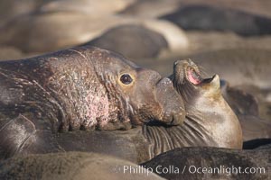 A bull elephant seal forceably mates (copulates) with a much smaller female, often biting her into submission and using his weight to keep her from fleeing.  Males may up to 5000 lbs, triple the size of females.  Sandy beach rookery, winter, Central California, Mirounga angustirostris, Piedras Blancas, San Simeon