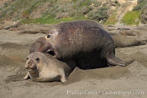 A bull elephant seal forceably mates (copulates) with a much smaller female, often biting her into submission and using his weight to keep her from fleeing.  Males may up to 5000 lbs, triple the size of females.  Sandy beach rookery, winter, Central California, Mirounga angustirostris, Piedras Blancas, San Simeon