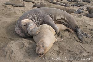 A bull elephant seal forceably mates (copulates) with a much smaller female, often biting her into submission and using his weight to keep her from fleeing.  Males may up to 5000 lbs, triple the size of females.  Sandy beach rookery, winter, Central California, Mirounga angustirostris, Piedras Blancas, San Simeon