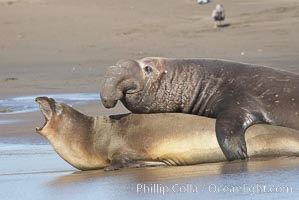 A bull elephant seal forceably mates (copulates) with a much smaller female, often biting her into submission and using his weight to keep her from fleeing.  Males may up to 5000 lbs, triple the size of females.  Sandy beach rookery, winter, Central California, Mirounga angustirostris, Piedras Blancas, San Simeon