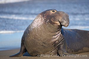 A bull elephant seal (adult male) surveys the beach.  The huge proboscis is characteristic of the species. Scarring from combat with other males.  Central California, Mirounga angustirostris, Piedras Blancas, San Simeon