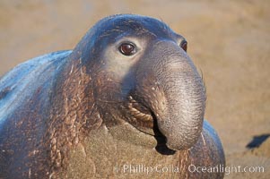 A bull elephant seal (adult male) surveys the beach.  The huge proboscis is characteristic of the species. Scarring from combat with other males.  Central California, Mirounga angustirostris, Piedras Blancas, San Simeon