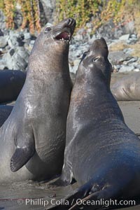 Subadult male elephant seals mock jousting, preparing the rear territorial battles they will pursue when they mature.  Rocky beach, winter, Central California, Mirounga angustirostris, Piedras Blancas, San Simeon