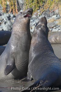 Subadult male elephant seals mock jousting, preparing the rear territorial battles they will pursue when they mature.  Rocky beach, winter, Central California, Mirounga angustirostris, Piedras Blancas, San Simeon