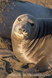 Female elephant seal, hauled out on the sandy beach rookery, will give birth to a pup then mate, and return to the ocean 27 days after giving birth.  Winter, Central California, Mirounga angustirostris, Piedras Blancas, San Simeon