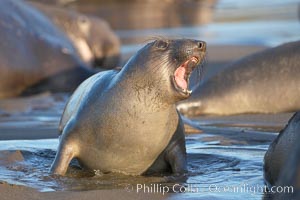 Female elephant seal, hauled out on the sandy beach rookery, will give birth to a pup then mate, and return to the ocean 27 days after giving birth.  Winter, Central California, Mirounga angustirostris, Piedras Blancas, San Simeon