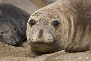 Female elephant seal, hauled out on the sandy beach rookery, will give birth to a pup then mate, and return to the ocean 27 days after giving birth.  Winter, Central California, Mirounga angustirostris, Piedras Blancas, San Simeon