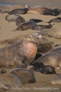 A bull elephant seal (adult male) surveys the beach.  The huge proboscis is characteristic of the species. Scarring from combat with other males.  Central California, Mirounga angustirostris, Piedras Blancas, San Simeon