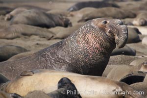 A bull elephant seal (adult male) surveys the beach.  The huge proboscis is characteristic of the species. Scarring from combat with other males.  Central California, Mirounga angustirostris, Piedras Blancas, San Simeon