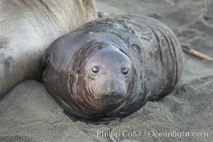 Elephant seal pup.  The pup will nurse for 27 days, when the mother stops lactating and returns to the sea.  The pup will stay on the beach 12 more weeks until it becomes hungry and begins to forage for food, Mirounga angustirostris, Piedras Blancas, San Simeon, California