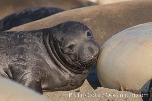 Elephant seal pup nurses.  The pup will nurse for 27 days, when the mother stops lactating and returns to the sea.  The pup will stay on the beach 12 more weeks until it becomes hungry and begins to forage for food, Mirounga angustirostris, Piedras Blancas, San Simeon, California