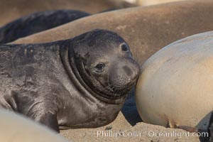 Elephant seal pup nurses.  The pup will nurse for 27 days, when the mother stops lactating and returns to the sea.  The pup will stay on the beach 12 more weeks until it becomes hungry and begins to forage for food, Mirounga angustirostris, Piedras Blancas, San Simeon, California