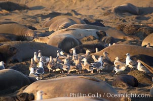 Seagulls feast on the placenta and birth tissues produced by an elephant seal birth just moments before.  The pup is unharmed; the interaction is a common one between elephant seals and gulls.  Winter, Central California, Mirounga angustirostris, Piedras Blancas, San Simeon