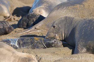 Newborn elephant seal pup, still wearing part of its placental sac, makes its initial bond with its mother.  Winter, Central California, Mirounga angustirostris, Piedras Blancas, San Simeon