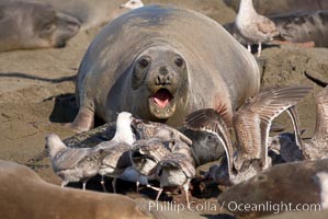 Having just given birth moments before, a mother elephant seal barks at seagulls that are feasting on the placenta and birth tissues.  The pup is unharmed; the interaction is a common one between elephant seals and gulls.  Winter, Central California, Mirounga angustirostris, Piedras Blancas, San Simeon