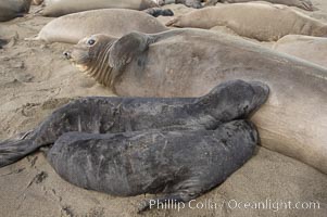 Two pups nurse on an elephant seal mother.  In spite of the fact that a female only has enough milk to successfully nurse a single pup to weaning, abandoned pups may try to nurse and the inexperienced mothers may not understand that both pups are doomed.  Winter, Central California, Mirounga angustirostris, Piedras Blancas, San Simeon