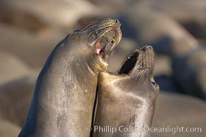 Female elephant seals fight for space on the beach for themselves and their pups, and fend off other females who may try to steal their pups.  The fights among females are less intense than those among bulls but are no less important in determining the social hierarchy of the rookery.  Sandy beach rookery, winter, Central California, Mirounga angustirostris, Piedras Blancas, San Simeon