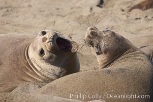 Female elephant seals fight for space on the beach for themselves and their pups, and fend off other females who may try to steal their pups.  The fights among females are less intense than those among bulls but are no less important in determining the social hierarchy of the rookery.  Sandy beach rookery, winter, Central California, Mirounga angustirostris, Piedras Blancas, San Simeon