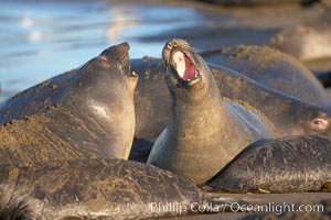 Female elephant seals fight for space on the beach for themselves and their pups, and fend off other females who may try to steal their pups.  The fights among females are less intense than those among bulls but are no less important in determining the social hierarchy of the rookery.  Sandy beach rookery, winter, Central California, Mirounga angustirostris, Piedras Blancas, San Simeon