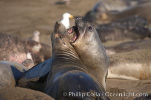 Female elephant seals fight for space on the beach for themselves and their pups, and fend off other females who may try to steal their pups.  The fights among females are less intense than those among bulls but are no less important in determining the social hierarchy of the rookery.  Sandy beach rookery, winter, Central California, Mirounga angustirostris, Piedras Blancas, San Simeon