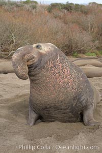 This bull elephant seal, an old adult male, shows scarring on his chest and proboscis from many winters fighting other males for territory and rights to a harem of females.  Sandy beach rookery, winter, Central California, Mirounga angustirostris, Piedras Blancas, San Simeon