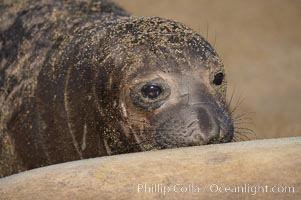 Elephant seal pup nurses.  The pup will nurse for 27 days, when the mother stops lactating and returns to the sea.  The pup will stay on the beach 12 more weeks until it becomes hungry and begins to forage for food, Mirounga angustirostris, Piedras Blancas, San Simeon, California