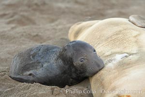 Elephant seal pup nurses.  The pup will nurse for 27 days, when the mother stops lactating and returns to the sea.  The pup will stay on the beach 12 more weeks until it becomes hungry and begins to forage for food, Mirounga angustirostris, Piedras Blancas, San Simeon, California