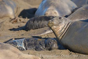 Newborn elephant seal pup, still wearing part of its placental sac, makes its initial bond with its mother.  Winter, Central California, Mirounga angustirostris, Piedras Blancas, San Simeon