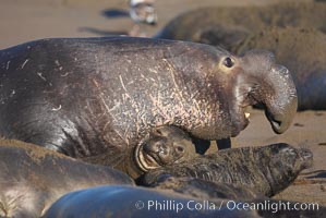 An adult male elephant seal, rushing to attack another male intruding on his territory, tramples a tiny pup.  Pups experience a high mortality rate, including injury, separation from mother, being washed into the ocean and abandonment, Mirounga angustirostris, Piedras Blancas, San Simeon, California