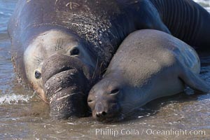 Elephant seals in the surf, showing extreme dimorphism, males (5000 lb) are triple the size of females (1700 lb).  Central California.