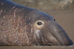 Bull elephant seal lies on the sand.  This old male shows the huge proboscis characteristic of this species, as well as considerable scarring on his chest and proboscis from many winters fighting other males for territory and rights to a harem of females.  Sandy beach rookery, winter, Central California, Mirounga angustirostris, Piedras Blancas, San Simeon