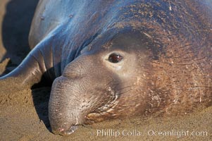 Bull elephant seal lies on the sand.  This old male shows the huge proboscis characteristic of this species, as well as considerable scarring on his chest and proboscis from many winters fighting other males for territory and rights to a harem of females.  Sandy beach rookery, winter, Central California, Mirounga angustirostris, Piedras Blancas, San Simeon