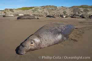 An adult male elephant seal stretches out and rests on a sandy Central California beach.  This male will fast from December through March as it pursues females and fights for beach territory.  Winter, Central California, Mirounga angustirostris, Piedras Blancas, San Simeon