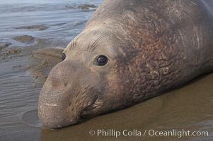 Bull elephant seal lies on the sand.  This old male shows the huge proboscis characteristic of this species, as well as considerable scarring on his chest and proboscis from many winters fighting other males for territory and rights to a harem of females.  Sandy beach rookery, winter, Central California, Mirounga angustirostris, Piedras Blancas, San Simeon