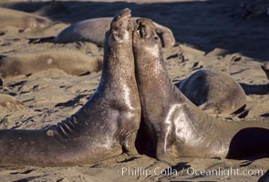 Young adult male northern elephant seal, mock jousting/fighting, Mirounga angustirostris, Piedras Blancas, San Simeon, California