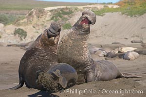 Male elephant seals (bulls) rear up on their foreflippers and fight for territory and harems of females.  Bull elephant seals will haul out and fight from December through March, nearly fasting the entire time as they maintain their territory and harem.  They bite and tear at each other on the neck and shoulders, drawing blood and creating scars on the tough hides.  Sandy beach rookery, winter, Central California, Mirounga angustirostris, Piedras Blancas, San Simeon