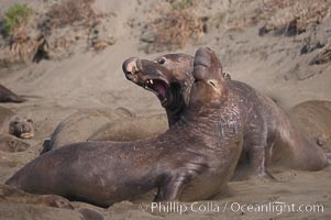 Male elephant seals (bulls) rear up on their foreflippers and fight for territory and harems of females.  Bull elephant seals will haul out and fight from December through March, nearly fasting the entire time as they maintain their territory and harem.  They bite and tear at each other on the neck and shoulders, drawing blood and creating scars on the tough hides.  Sandy beach rookery, winter, Central California.