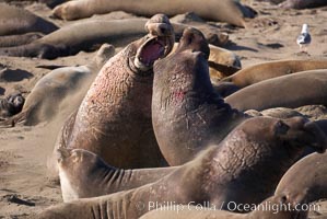 Male elephant seals (bulls) rear up on their foreflippers and fight for territory and harems of females.  Bull elephant seals will haul out and fight from December through March, nearly fasting the entire time as they maintain their territory and harem.  They bite and tear at each other on the neck and shoulders, drawing blood and creating scars on the tough hides.  Sandy beach rookery, winter, Central California, Mirounga angustirostris, Piedras Blancas, San Simeon