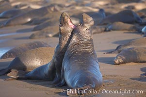 Male elephant seals (bulls) rear up on their foreflippers and fight for territory and harems of females.  Bull elephant seals will haul out and fight from December through March, nearly fasting the entire time as they maintain their territory and harem.  They bite and tear at each other on the neck and shoulders, drawing blood and creating scars on the tough hides.  Sandy beach rookery, winter, Central California, Mirounga angustirostris, Piedras Blancas, San Simeon