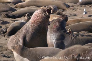 Male elephant seals (bulls) rear up on their foreflippers and fight for territory and harems of females.  Bull elephant seals will haul out and fight from December through March, nearly fasting the entire time as they maintain their territory and harem.  They bite and tear at each other on the neck and shoulders, drawing blood and creating scars on the tough hides.  Sandy beach rookery, winter, Central California, Mirounga angustirostris, Piedras Blancas, San Simeon