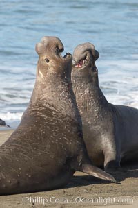 Male elephant seals (bulls) rear up on their foreflippers and fight for territory and harems of females.  Bull elephant seals will haul out and fight from December through March, nearly fasting the entire time as they maintain their territory and harem.  They bite and tear at each other on the neck and shoulders, drawing blood and creating scars on the tough hides.  Sandy beach rookery, winter, Central California, Mirounga angustirostris, Piedras Blancas, San Simeon