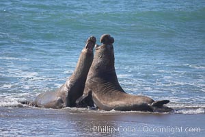 Male elephant seals (bulls) rear up on their foreflippers and fight for territory and harems of females.  Bull elephant seals will haul out and fight from December through March, nearly fasting the entire time as they maintain their territory and harem.  They bite and tear at each other on the neck and shoulders, drawing blood and creating scars on the tough hides.  Sandy beach rookery, winter, Central California, Mirounga angustirostris, Piedras Blancas, San Simeon