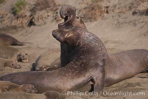 Male elephant seals (bulls) rear up on their foreflippers and fight for territory and harems of females.  Bull elephant seals will haul out and fight from December through March, nearly fasting the entire time as they maintain their territory and harem.  They bite and tear at each other on the neck and shoulders, drawing blood and creating scars on the tough hides.  Sandy beach rookery, winter, Central California, Mirounga angustirostris, Piedras Blancas, San Simeon