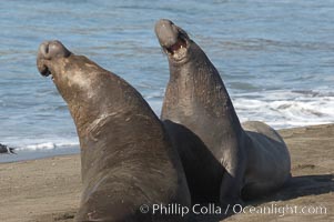 Male elephant seals (bulls) rear up on their foreflippers and fight for territory and harems of females.  Bull elephant seals will haul out and fight from December through March, nearly fasting the entire time as they maintain their territory and harem.  They bite and tear at each other on the neck and shoulders, drawing blood and creating scars on the tough hides.  Sandy beach rookery, winter, Central California, Mirounga angustirostris, Piedras Blancas, San Simeon